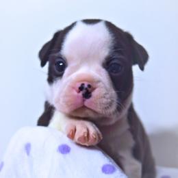 Baby Ophelia - Black and white female Boston Terrier puppy in Kingsport, Tennessee from Sleepwalker Bostons