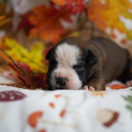 Tru - Fawn female Boxer puppy in Warsaw, New York from Hillview Kennels
