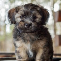 Havanese from Colhaven Havanese