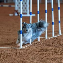 Shetland Sheepdog All Grown Up from Promise Shelties