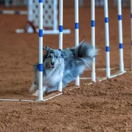 Shetland Sheepdog All Grown Up from Promise Shelties