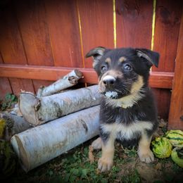 German Shepherd and Pembroke Welsh Corgi Puppies from J&R Shepherds & Corgis