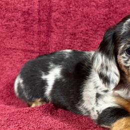 Dachshunds from Zeugin Doxies