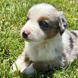 Aussiedoodles, Bernedoodles, and Miniature Australian Shepherds from MC Doodles