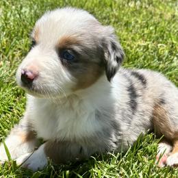 Aussiedoodles, Bernedoodles, and Miniature Australian Shepherds from MC Doodles