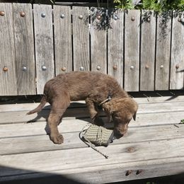 Boy 8 - Chesapeake Bay Retriever puppy in Merlin, Oregon from Creekside Chesapeakes