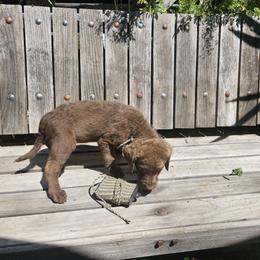 Boy 8 - Chesapeake Bay Retriever puppy in Merlin, Oregon from Creekside Chesapeakes