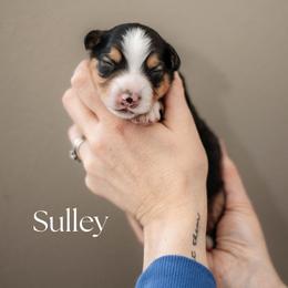 SULLY - Black tri male Miniature American Shepherd puppy in Puyallup, Washington from FERGI’S GEMINI MAS
