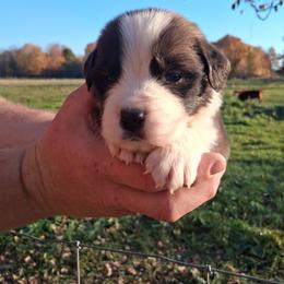 Tater - Brown and white male Saint Bernard puppy in Kinsman, Ohio from Coleman Saint Bernards of Ohio