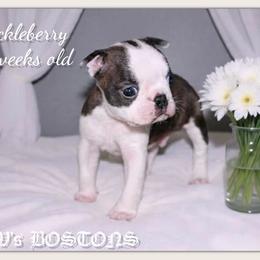 Boy 1 - Black brindle and white male Boston Terrier puppy in North Central, Vermont from Windy Valley’s Bostons