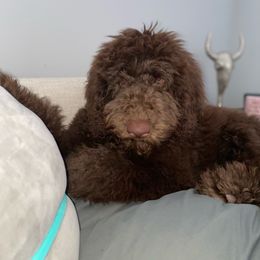 Labradoodle and Poodle Puppies from Dotsie's Doodles
