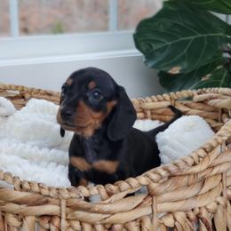 Dachshund Puppies from Poplar Ridge Dachshunds