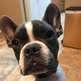 French Bulldog All Grown Up from Oil Patch Frenchies