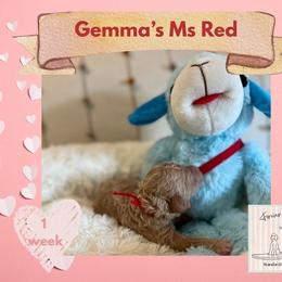 Girl 6 - female Poodle puppy in Ocean Springs, Mississippi from Forever Summer Standard Poodles