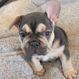 French Bulldogs from Peace Love frenchies