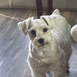 Cavalier King Charles Spaniels, Miniature Pinschers, Miniature Schnauzers, and Shih Tzus from Boggy Depot Cavaliers & Friends