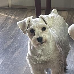 Cavalier King Charles Spaniels, Miniature Pinschers, Miniature Schnauzers, and Shih Tzus from Boggy Depot Cavaliers & Friends