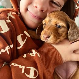 Dachshund Puppies from Hope Miniature Dachshunds