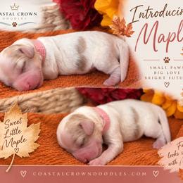 Maple - Cream female Goldendoodle puppy in Port Saint Lucie, Florida from Coastal Crown Doodles