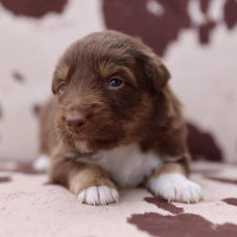 WITCHY - Red tri-color female Australian Shepherd puppy in Star City, Arkansas from Blush & Lace Aussie Co.