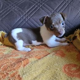 Girl 2 - Chocolate and white female Teddy Roosevelt Terrier puppy in Troy, Ohio from Wiggle Wags Miniature American Shepherds