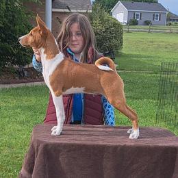 Red Boy 3 - Red and white male Basenji puppy in Tuttle, Oklahoma from Steadfast Farm (SFF)