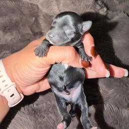 Boy1 - Black and gold male Yorkshire Terrier puppy in Richland County, South Carolina from Nesha's Pawrific Tails