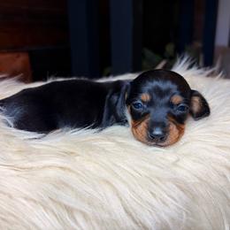 Maesie - Black and tan female Dachshund puppy in Washburn, Tennessee from Clinch Mountain Dachshunds
