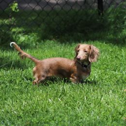 Branson - Dachshund