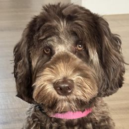 Molly - Australian Labradoodle