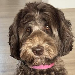 Molly - Australian Labradoodle