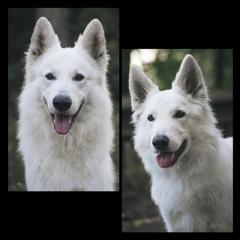 Berger Blanc Suisse puppies from Nordic Dreams White Shepherds
