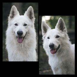 Berger Blanc Suisse puppies from Nordic Dreams White Shepherds