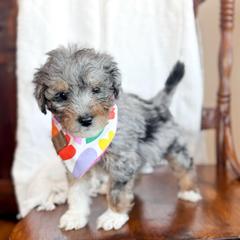 Love You - male Australian Mountain Doodle puppy in Iowa from Burkhart Family Puppies