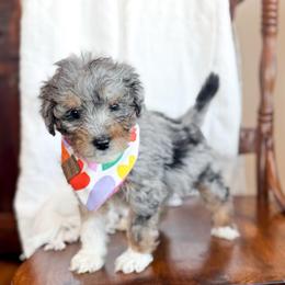 Love You - male Australian Mountain Doodle puppy in Iowa from Burkhart Family Puppies