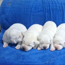 Girl 2 - Yellow female Labrador Retriever puppy in Coulterville, Illinois from Windbush Retrievers