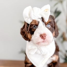 Bernedoodles and Goldendoodles from Brewing Doodles