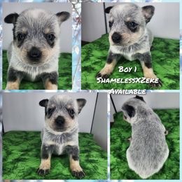 Boy 1 - Blue male Australian Cattle Dog puppy in Bradford, Arkansas from Cedar Rock Heelers and Kelpies