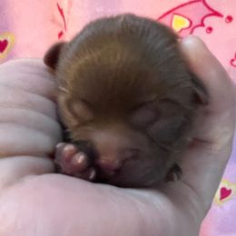Pink collar - Lucy - Liver and white female Shorkie puppy in Mays Landing, New Jersey from Fancy Paws Shorkies & Shih Tzus