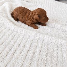 Copper - Red  male Poodle puppy in Midway City, California from Rapture Red Poodles