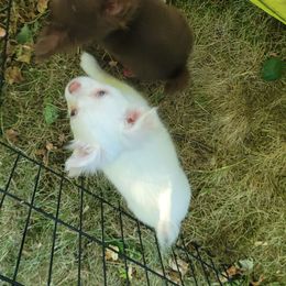 Chihuahua Puppies from Elegant Exotic Chihuahua's