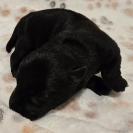 Female2 - Black female Scottish Terrier puppy in Conroe, Texas from Scotch McLaren Terriers
