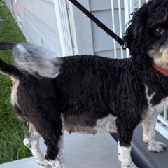 Ellie - Australian Mountain Doodle