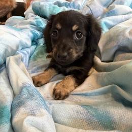 Martini - Black and cream female Dachshund puppy in Mayfield, Kentucky from H&C’s Dachshunds and Retrievers