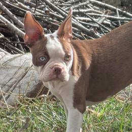 Aerith - Boston Terrier