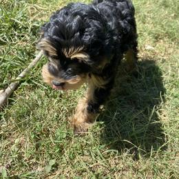 Cavapoo, Pyredoodle, and Sheepadoodle Puppies from Davis Family Doodles