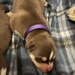 Siberian Husky Puppies from Ice Blue Legacy Siberians Huskies