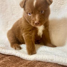 Tri male 3 - Red tri male Miniature Australian Shepherd puppy in Lemon Cove, California from Magic Ranch Mini Aussies