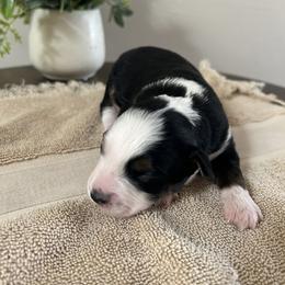 Toy Australian Shepherd Puppies from Itty Bitty Aussies