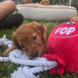 Golden Retriever Puppies from Bigfoot Goldens - AKC Registered Dark Red